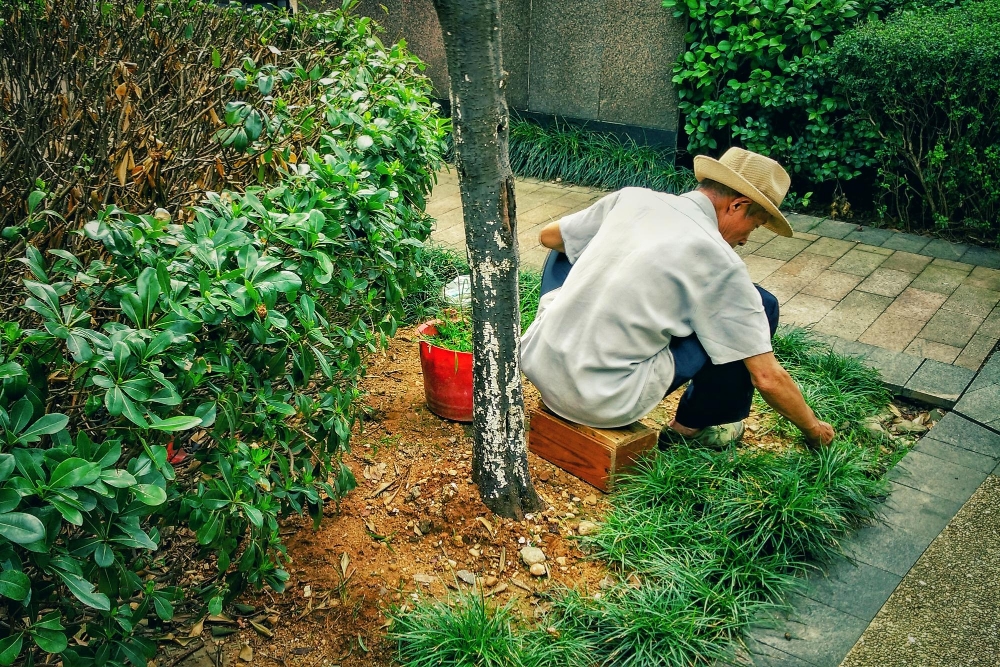 Gardening & Landscaping Services